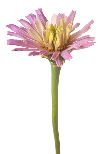 分離された百日草の花 — ストック写真