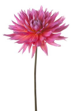 izole dahlia çiçeği