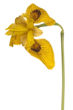 izole iris çiçeği