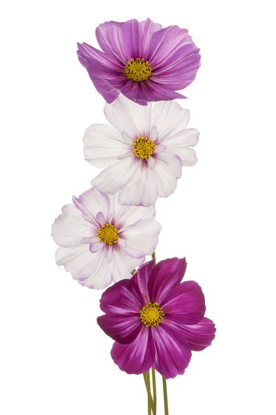 Cosmos flower isolated — Stock Photo, Image