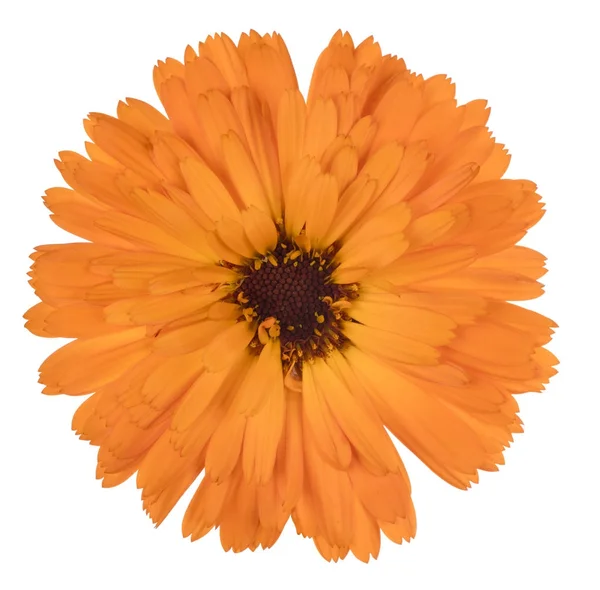 Calendula virág elszigetelt — Stock Fotó