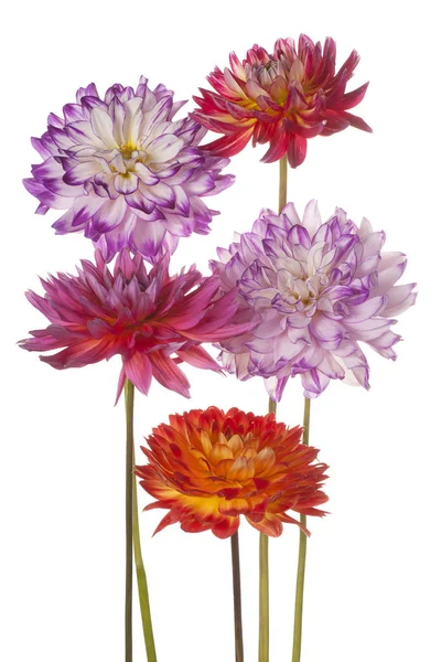 Dahlia blomma isolerade — Stockfoto