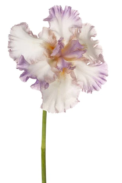 Irisblüte isoliert — Stockfoto