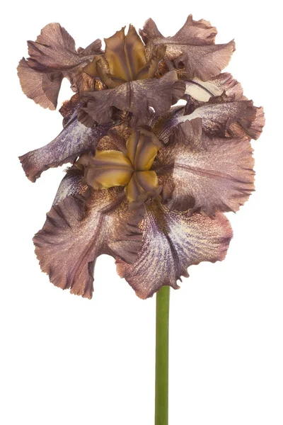 Iris flower isolated — Stock Photo, Image