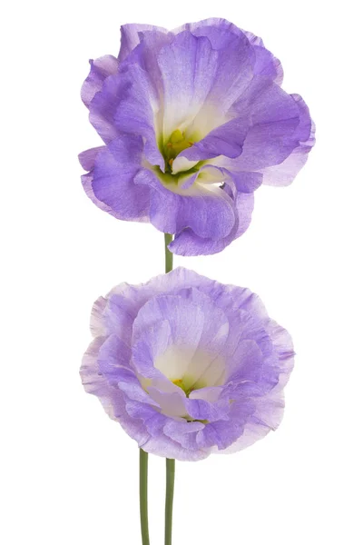 Flor de eurstoma aislada —  Fotos de Stock