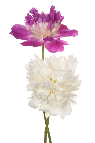 Peonia fiore isolato — Foto Stock