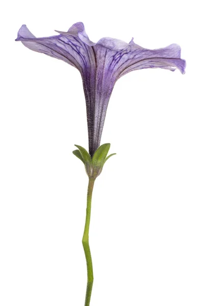 Petúnie květina izolované — Stock fotografie