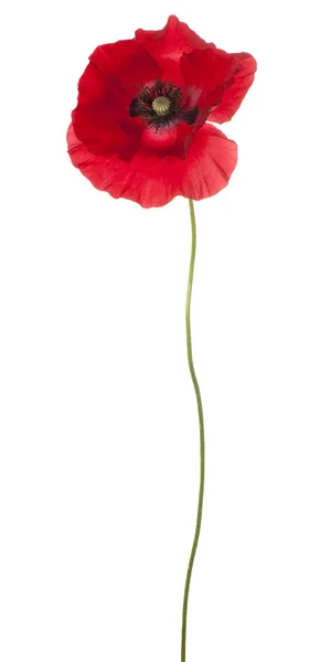 Poppy flower isolated Stock Picture