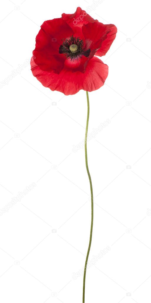 poppy flower isolated