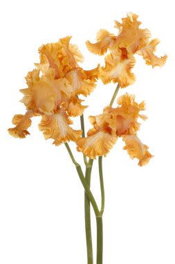 izole iris çiçeği