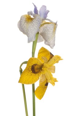 izole iris çiçeği