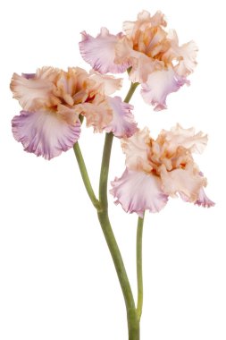 izole iris çiçeği