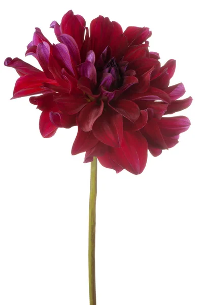 Dahlia blomma isolerade — Stockfoto