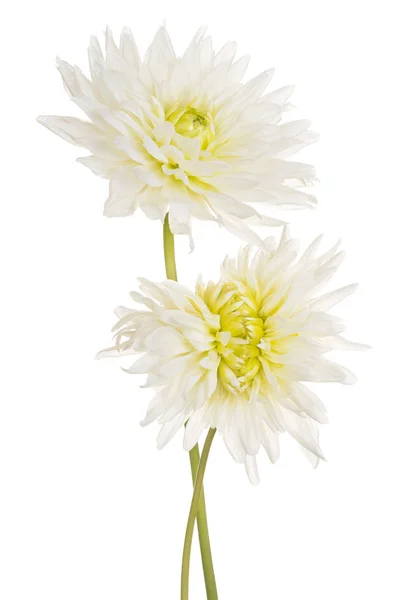 Dahlia bloem geïsoleerd — Stockfoto