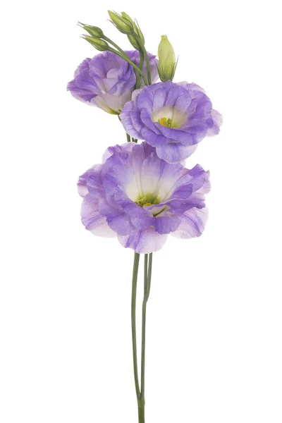 Elszigetelt eurstoma virág — Stock Fotó