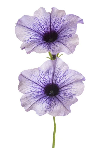 피튜니아 꽃 절연 — 스톡 사진