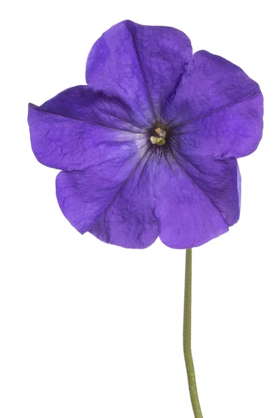 Petunia bloem geïsoleerd — Stockfoto