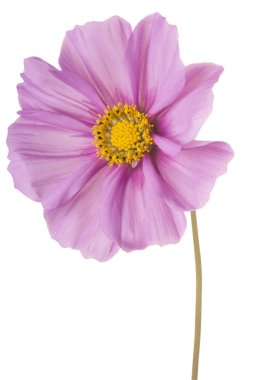 İzole cosmos çiçek