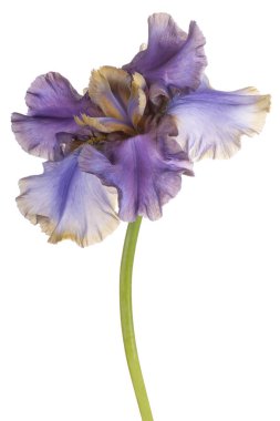 izole iris çiçeği