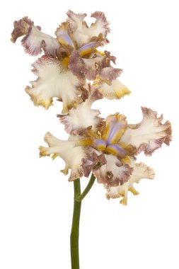 izole iris çiçeği