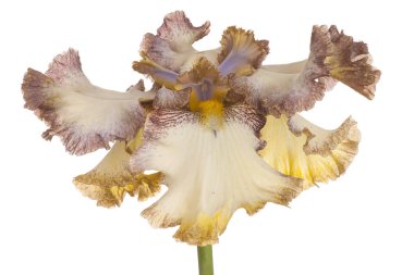 izole iris çiçeği