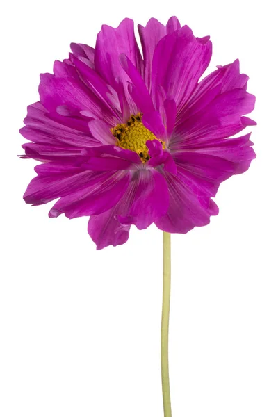 Cosmos flower isolated — Stock Photo, Image