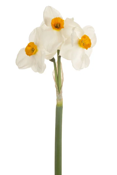 Narciso fiore isolato — Foto Stock