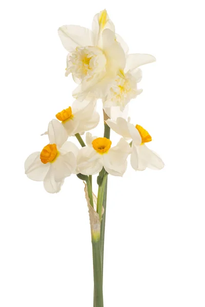 Daffodil flower isolated — Stock Photo, Image