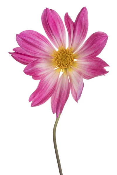 Dahlia flower isolated — Stock Photo, Image