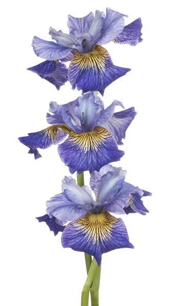 Iris blomma isolerade — Stockfoto