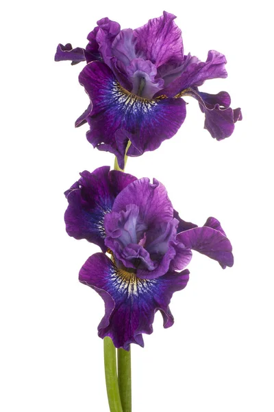 Iris Flower isolé — Photo