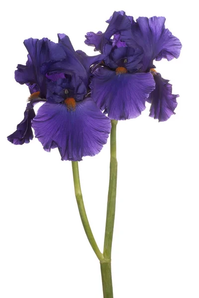Iris blomma isolerade — Stockfoto
