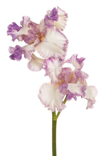 Iris Flower terisolasi — Stok Foto