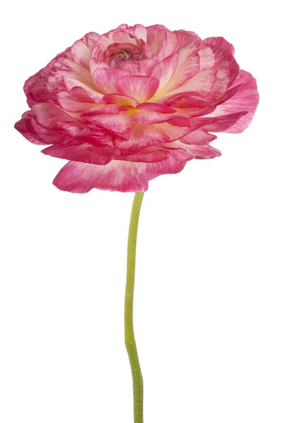 Ranunculus flower isolated — Stock Photo, Image