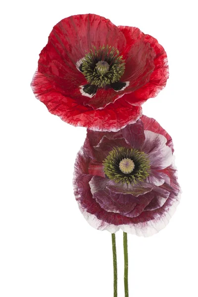 Poppy flower isolated — Stock Photo, Image