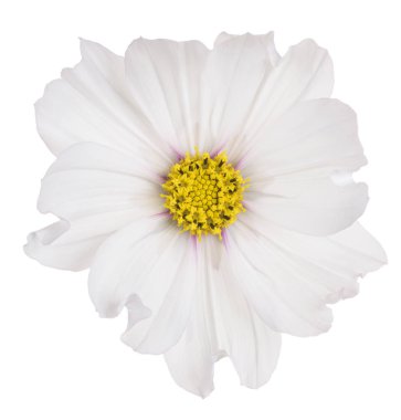 İzole cosmos çiçek