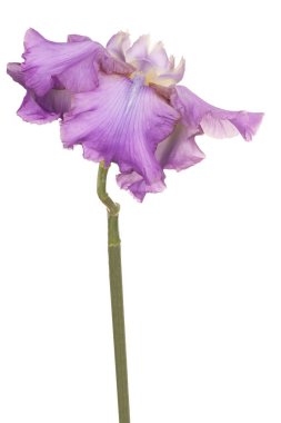 izole iris çiçeği