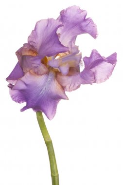 izole iris çiçeği