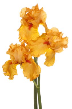 izole iris çiçeği