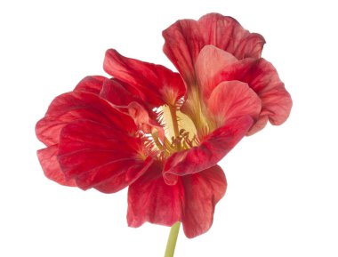 izole nasturtium çiçek