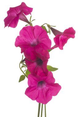 Petunya çiçek izole