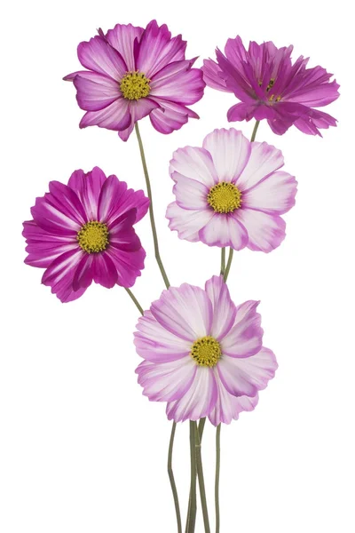 Cosmos flower isolated — Stock Photo, Image