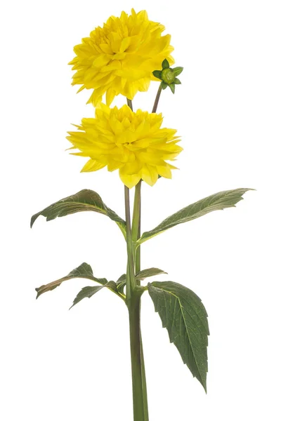 Flor de dalia aislada —  Fotos de Stock