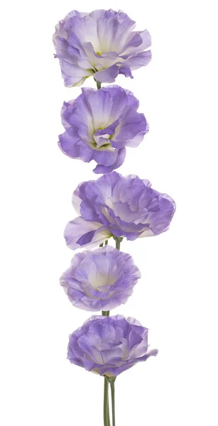 Eustoma-Blüte isoliert — Stockfoto