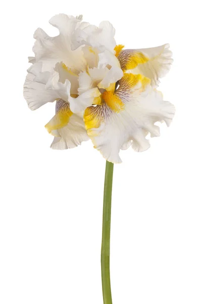 Iris fiore isolato — Foto Stock