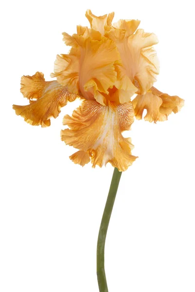 Iris Flor aislada — Foto de Stock