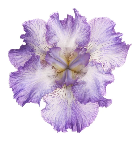 izole iris çiçeği