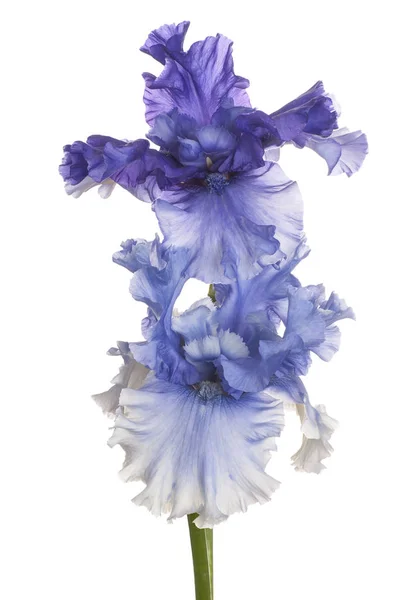 Iris fiore isolato — Foto Stock