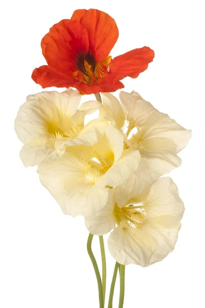 Izole nasturtium çiçek — Stok fotoğraf