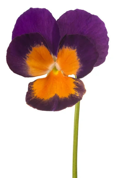 Fleur de pansy isolé — Photo